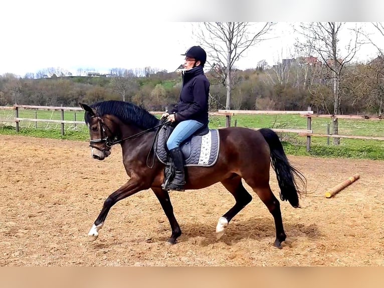 Pony tedesco Castrone 10 Anni 147 cm Pelle di daino in Mücheln (Geiseltal)