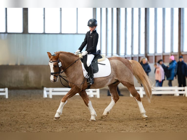 Pony tedesco Castrone 10 Anni 147 cm Sauro in Hamburg