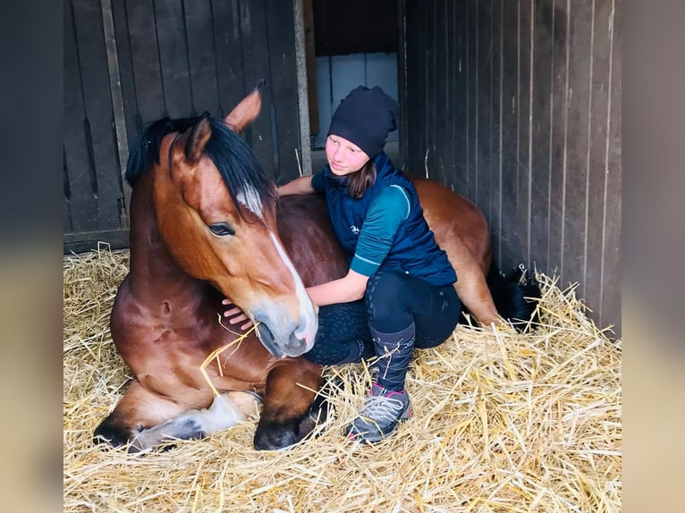Pony tedesco Castrone 10 Anni 148 cm Baio in Niddatal