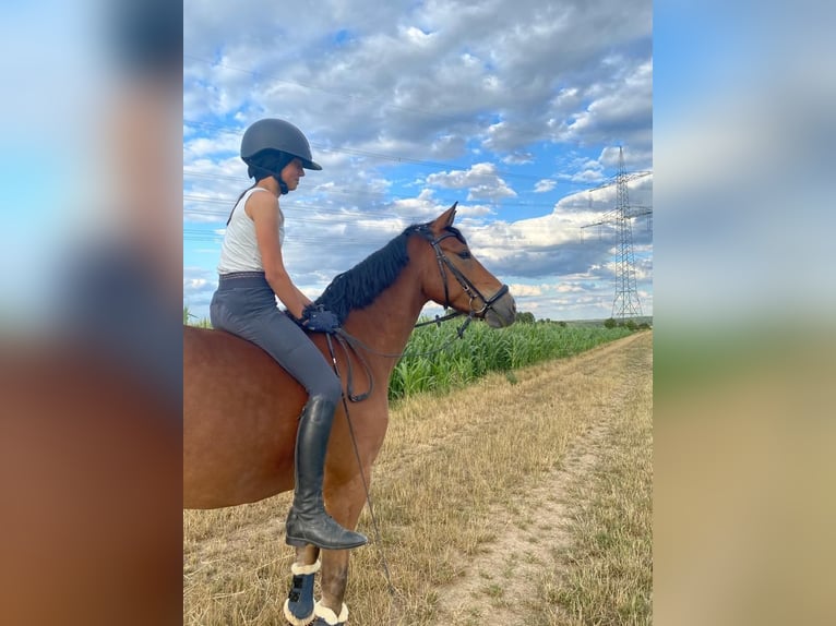 Pony tedesco Castrone 10 Anni 148 cm Baio in Niddatal