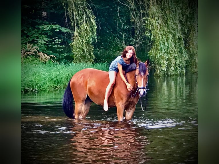 Pony tedesco Castrone 10 Anni 148 cm Baio in Niddatal