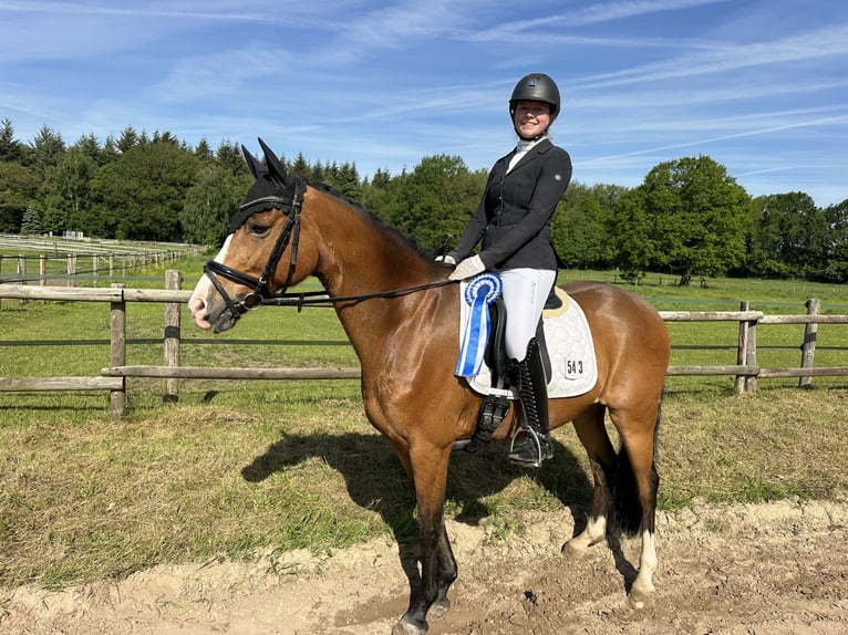 Pony tedesco Castrone 10 Anni 148 cm Baio in Stuhr