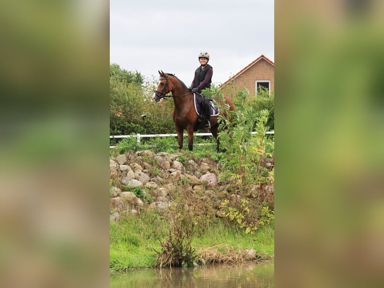 Pony tedesco Castrone 10 Anni 148 cm Baio in Stuhr