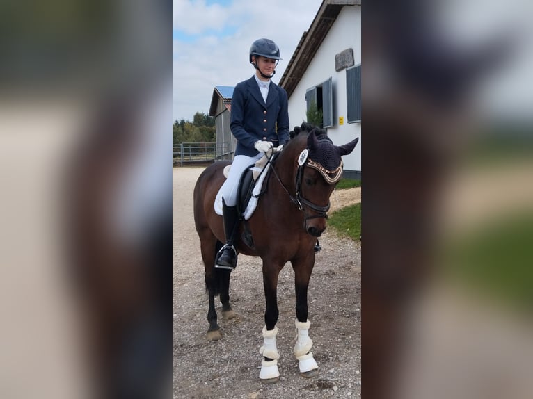 Pony tedesco Castrone 10 Anni 148 cm Baio in Schwabmünchen