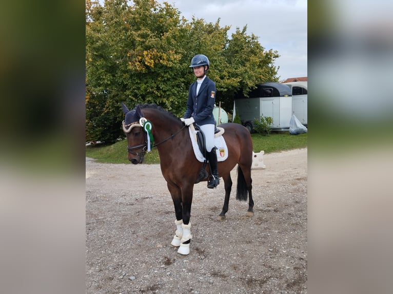 Pony tedesco Castrone 10 Anni 148 cm Baio in Schwabmünchen