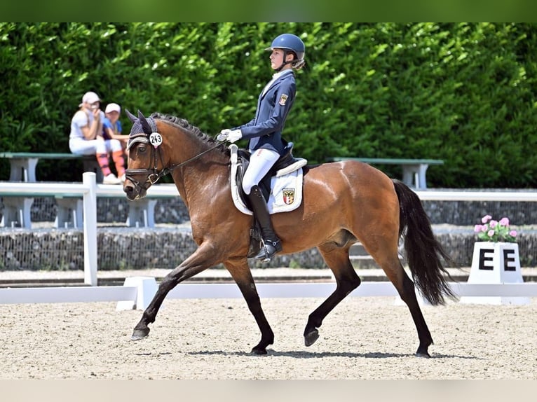 Pony tedesco Castrone 10 Anni 148 cm Baio in Schwabmünchen