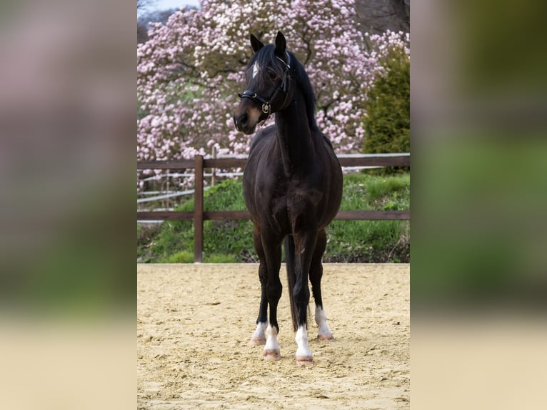 Pony tedesco Castrone 10 Anni 148 cm Baio scuro in Emmerthal