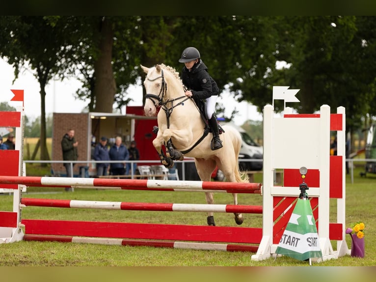 Pony tedesco Castrone 10 Anni 148 cm Cremello in Neustadt (Dosse)