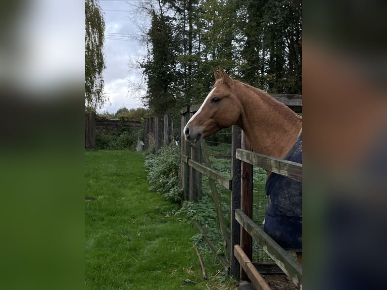 Pony tedesco Castrone 10 Anni 148 cm Falbo in Achim