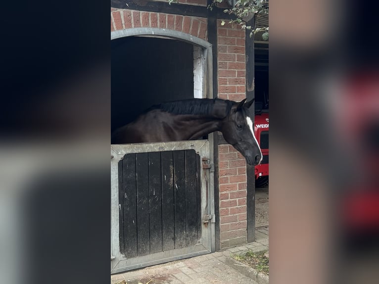Pony tedesco Castrone 10 Anni 148 cm Morello in Isernhagen