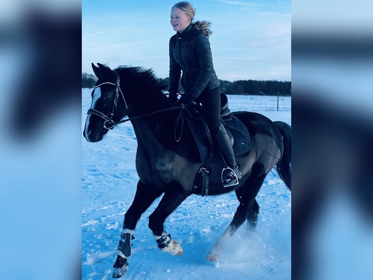 Pony tedesco Castrone 10 Anni 148 cm Morello in Isernhagen