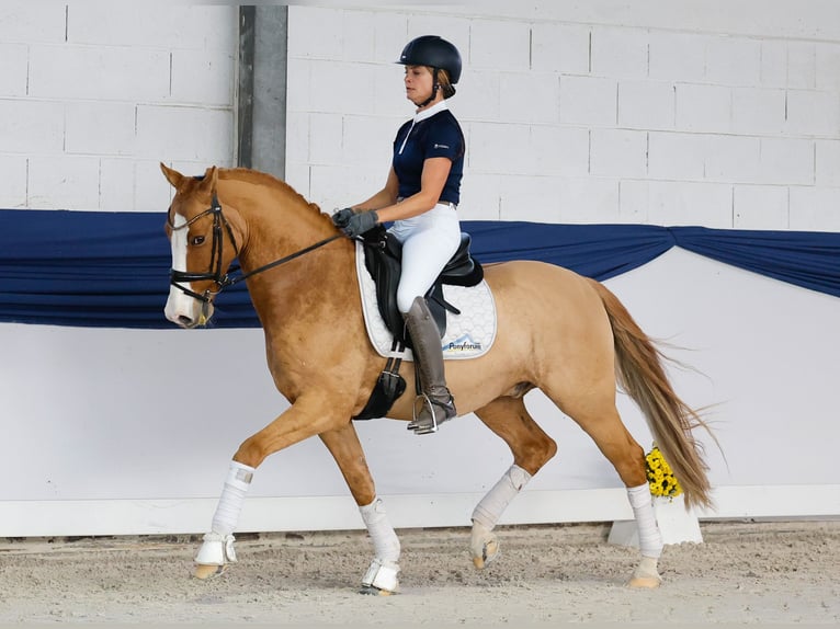 Pony tedesco Castrone 10 Anni 148 cm Palomino in Marsberg Pony tedesco Castrone 10 Anni 148 cm Palomino in Marsberg