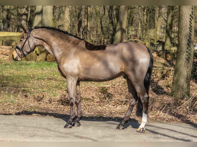 Pony tedesco Castrone 10 Anni 148 cm Pelle di daino in Recke, bei Osnabrück