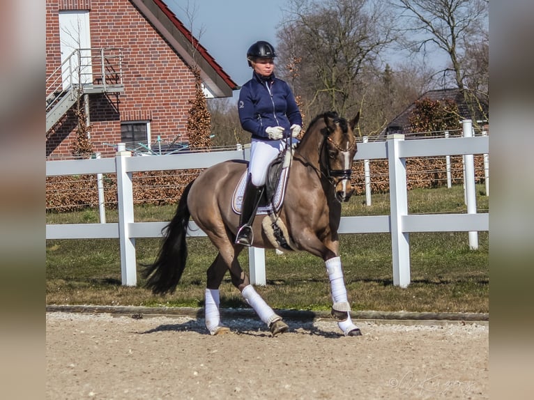 Pony tedesco Castrone 10 Anni 148 cm Pelle di daino in Recke, bei Osnabrück