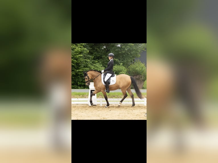 Pony tedesco Castrone 10 Anni 148 cm Pelle di daino in Petershagen