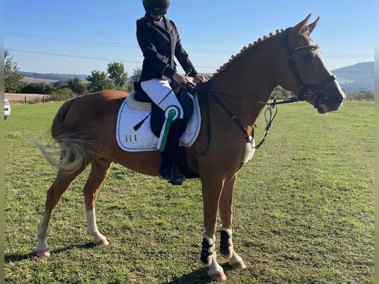 Pony tedesco Castrone 10 Anni 148 cm Sauro in Brahmenau