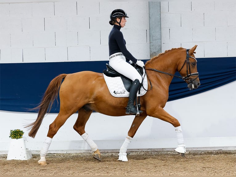 Pony tedesco Castrone 10 Anni 148 cm Sauro in Marsberg