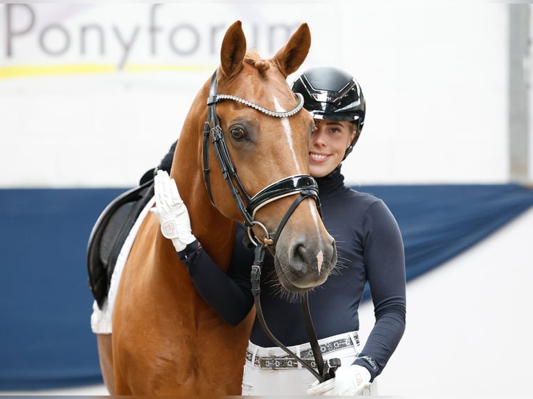 Pony tedesco Castrone 10 Anni 148 cm Sauro in Marsberg