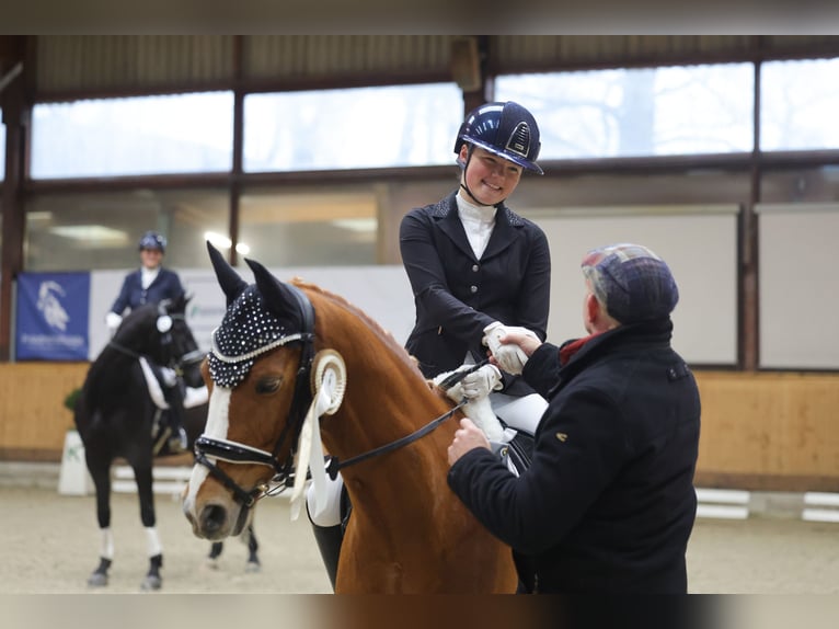 Pony tedesco Castrone 10 Anni 148 cm Sauro in Schmalfeld