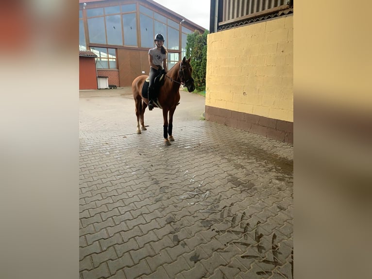 Pony tedesco Castrone 10 Anni 148 cm Sauro in Swisttal