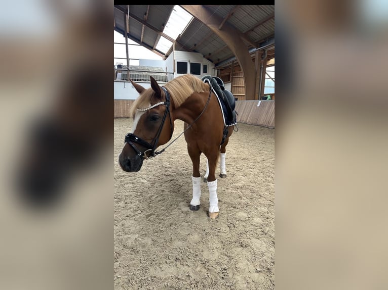 Pony tedesco Castrone 10 Anni 148 cm Sauro in Fuldabr&#xFC;ck