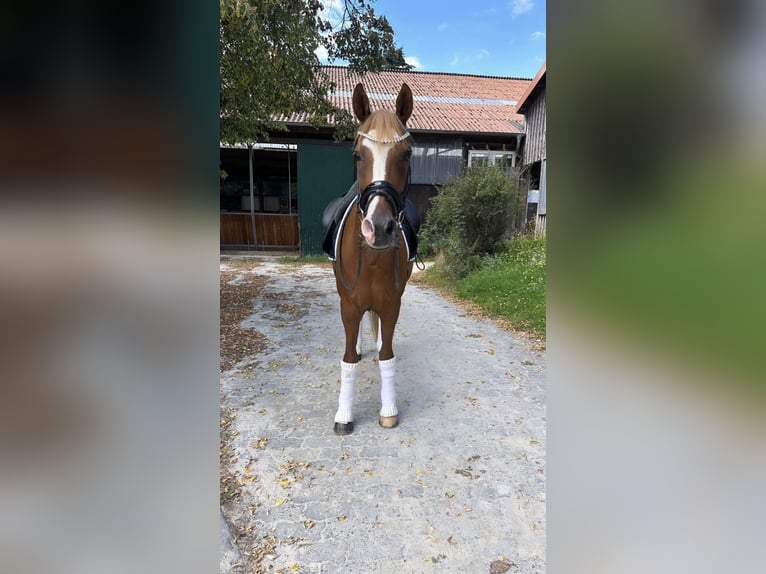 Pony tedesco Castrone 10 Anni 148 cm Sauro in Fuldabr&#xFC;ck