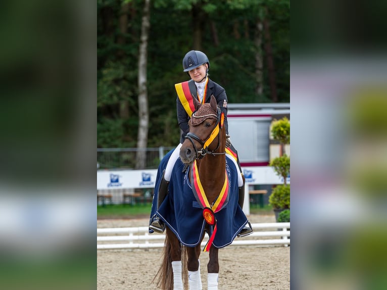 Pony tedesco Castrone 10 Anni 148 cm Sauro scuro in Herrenberg