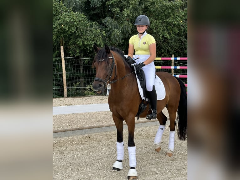 Pony tedesco Castrone 10 Anni 149 cm Baio in Hülben