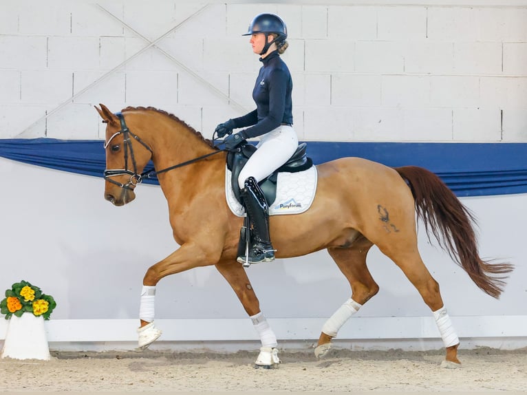 Pony tedesco Castrone 10 Anni 150 cm Sauro in Marsberg