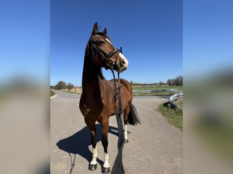 Pony tedesco Castrone 10 Anni 151 cm Baio in Gommern