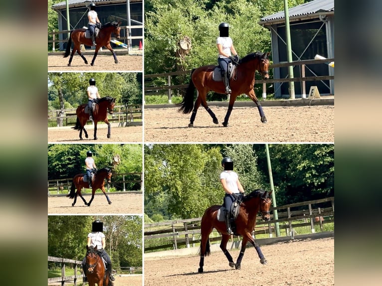 Pony tedesco Castrone 10 Anni 151 cm Baio in K&#xF6;ln