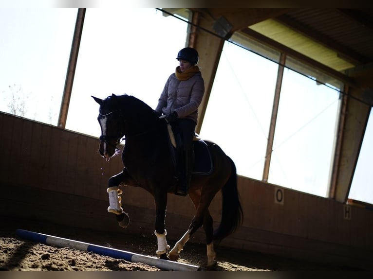 Pony tedesco Castrone 10 Anni 152 cm Baio in Geseke