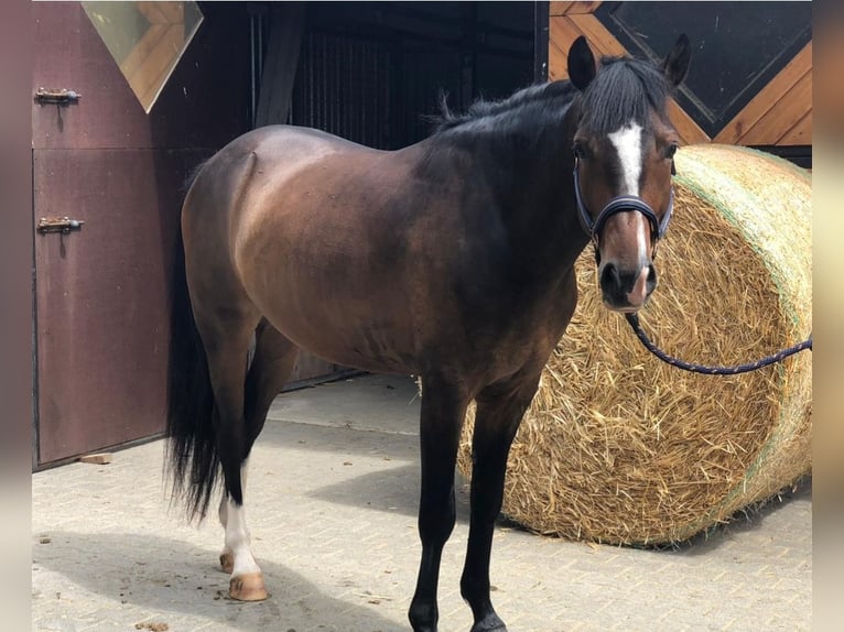 Pony tedesco Castrone 10 Anni 152 cm Baio in Geseke