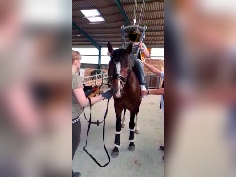 Pony tedesco Castrone 10 Anni 152 cm Baio in Geseke