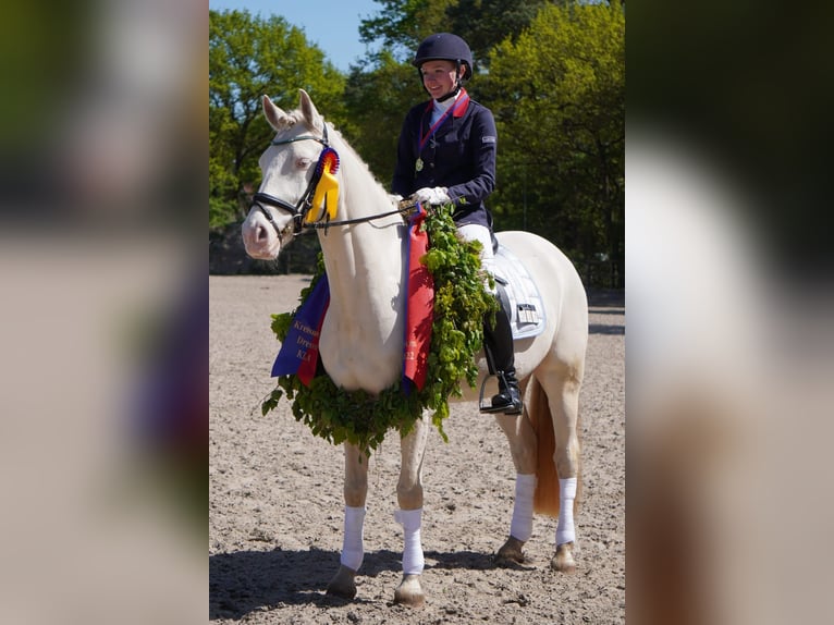 Pony tedesco Castrone 10 Anni 152 cm Cremello in Wardenburg