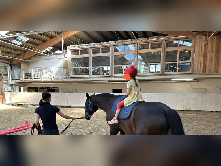 Pony tedesco Castrone 10 Anni 155 cm  in Mettlach