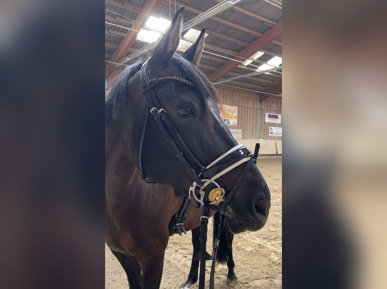 Pony tedesco Castrone 10 Anni 155 cm Falbo baio in Mettlach