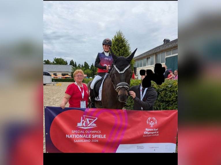Pony tedesco Castrone 10 Anni 155 cm Falbo baio in Mettlach