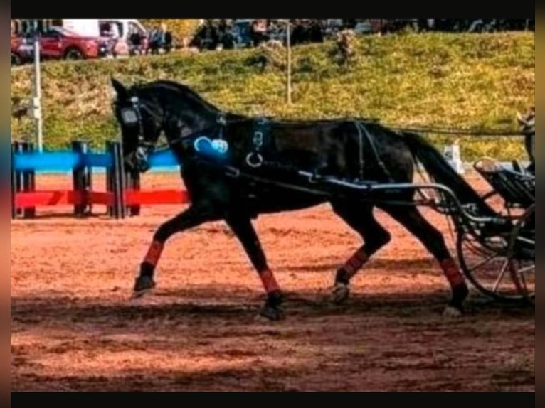 Pony tedesco Castrone 10 Anni 155 cm Falbo baio in Mettlach