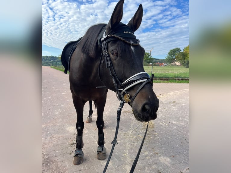 Pony tedesco Castrone 10 Anni 155 cm Falbo baio in Mettlach