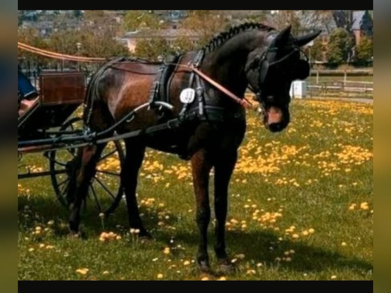 Pony tedesco Castrone 10 Anni 155 cm Falbo baio in Mettlach