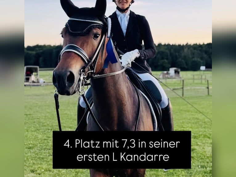 Pony tedesco Castrone 10 Anni Baio in Baldham