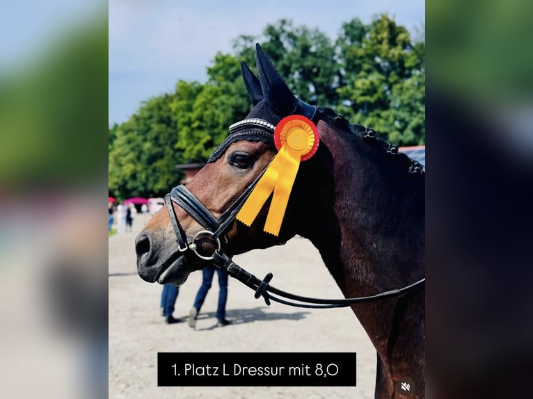 Pony tedesco Castrone 10 Anni Baio in Baldham