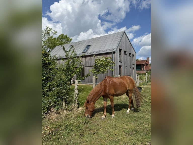 Pony tedesco Castrone 10 Anni Sauro in Hamburg Winterhude
