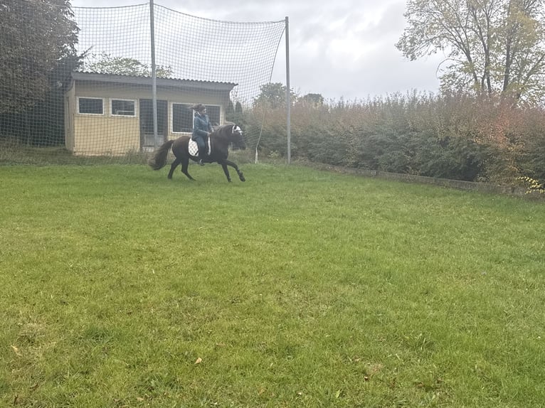 Pony tedesco Mix Castrone 10 Anni Sauro scuro in Freyburg