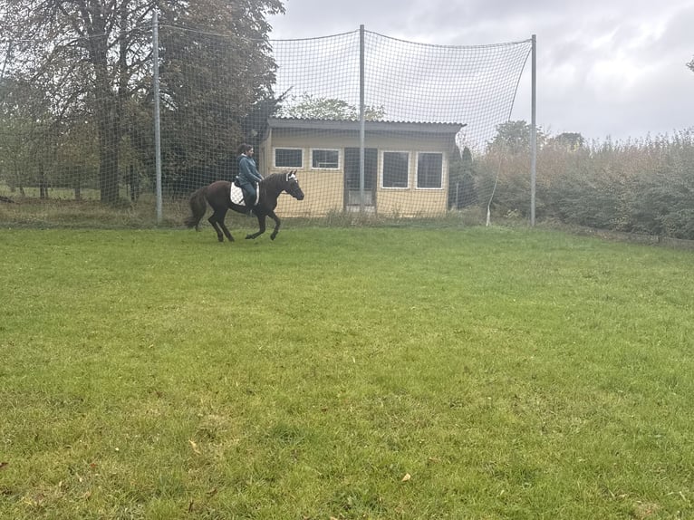 Pony tedesco Mix Castrone 10 Anni Sauro scuro in Freyburg