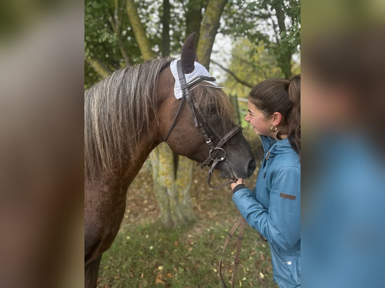 Pony tedesco Mix Castrone 10 Anni Sauro scuro in Freyburg