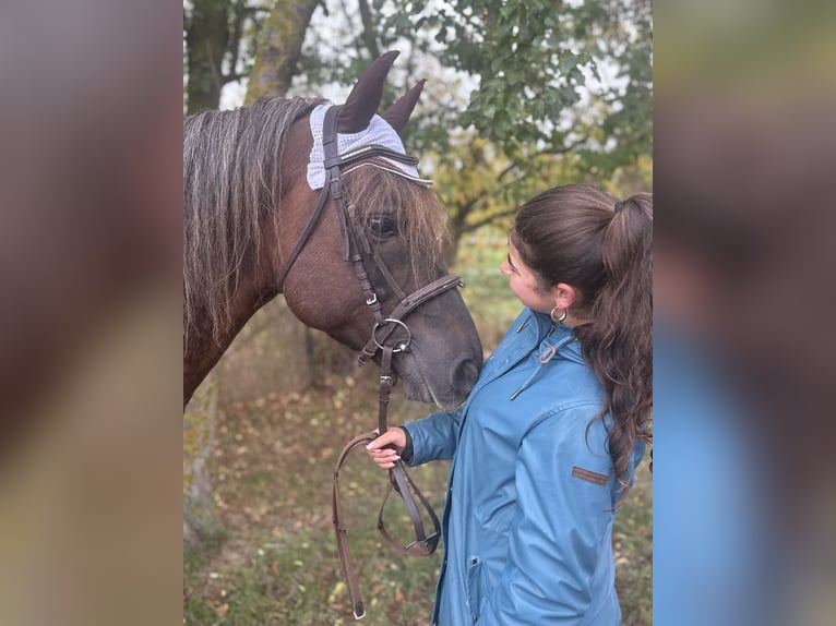 Pony tedesco Mix Castrone 10 Anni Sauro scuro in Freyburg