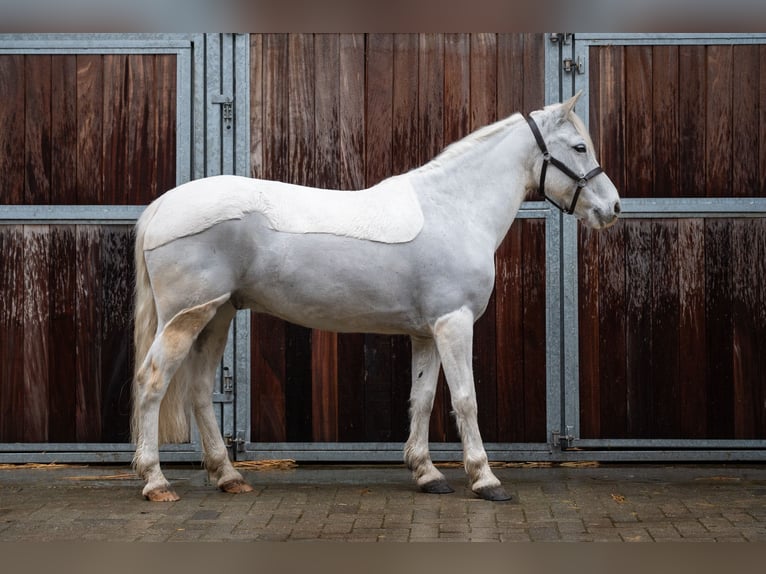 Pony tedesco Castrone 11 Anni 137 cm  in GROTE-BROGEL