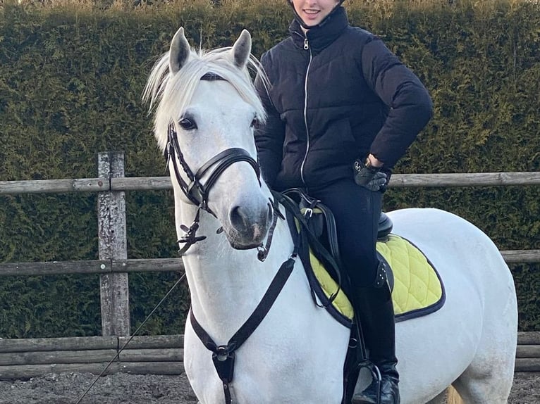 Pony tedesco Castrone 11 Anni 137 cm  in GROTE-BROGEL